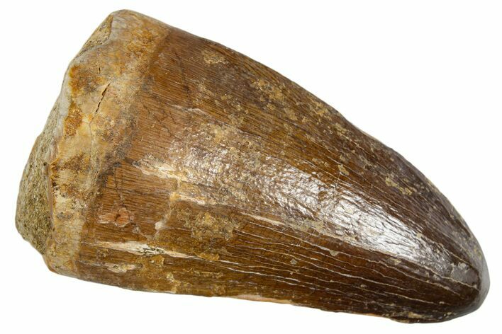Fossil Mosasaur (Prognathodon currii) Tooth - Rare Type #345120